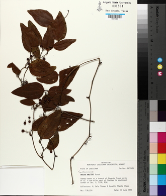 Smilax walteri image