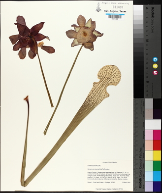 Sarracenia leucophylla image
