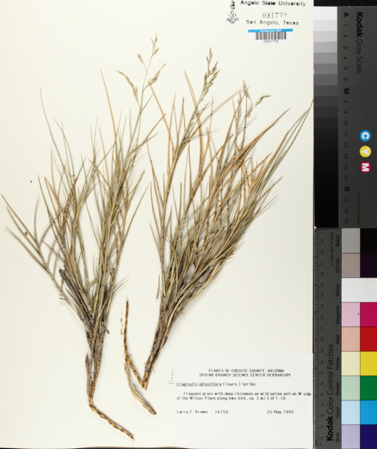 Eragrostis obtusiflora image