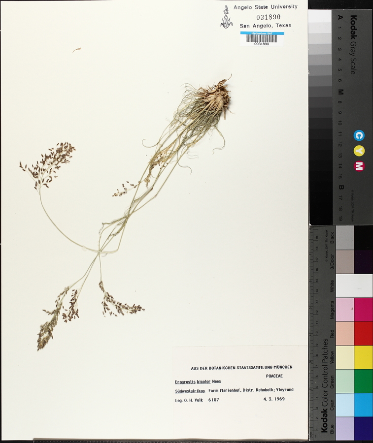 Eragrostis bicolor image