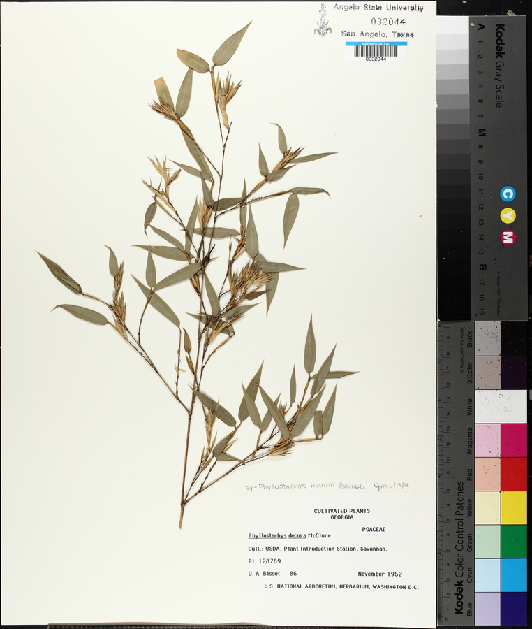 Phyllostachys mannii image