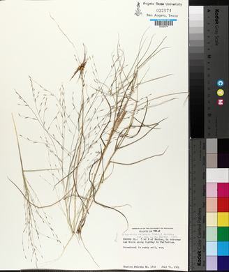 Eragrostis refracta image