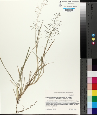 Eragrostis tenuifolia image