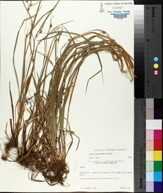 Carex amphibola image