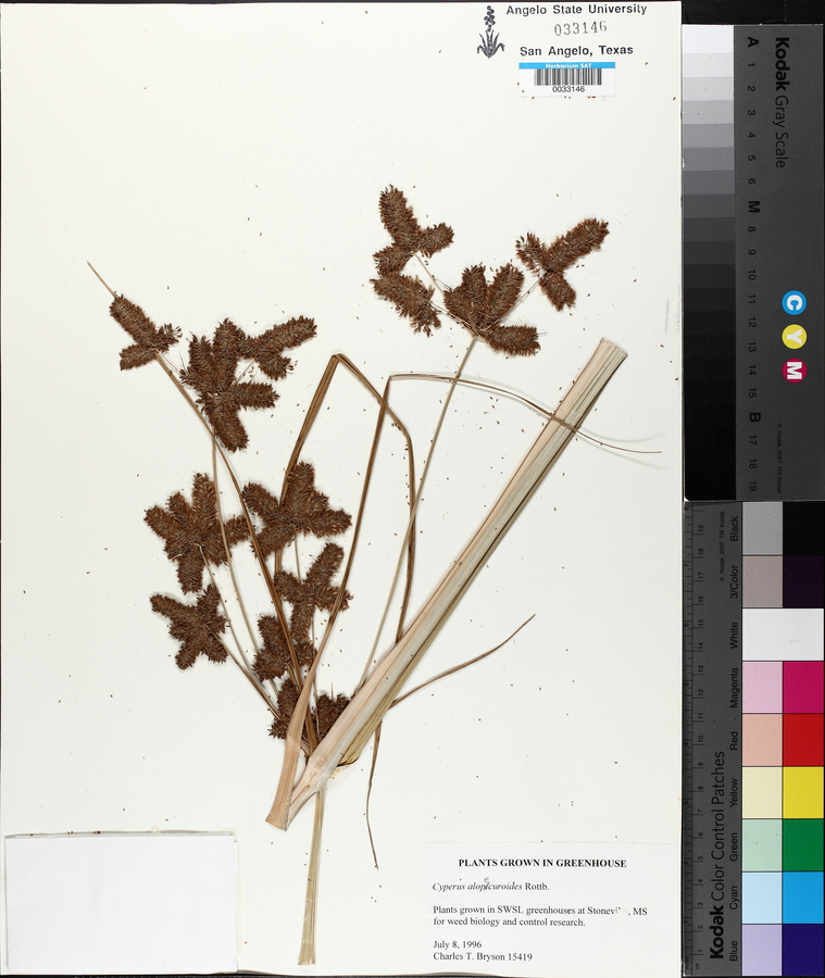 Cyperus alopecuroides image