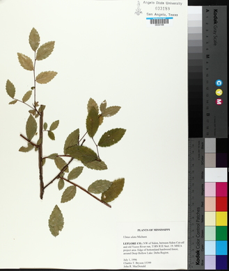 Ulmus alata image