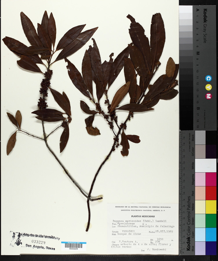 Rapanea myricoides image
