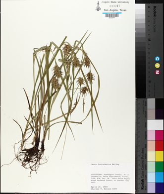 Carex louisianica image