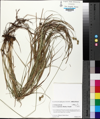 Carex reniformis image