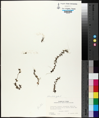 Utricularia gibba image