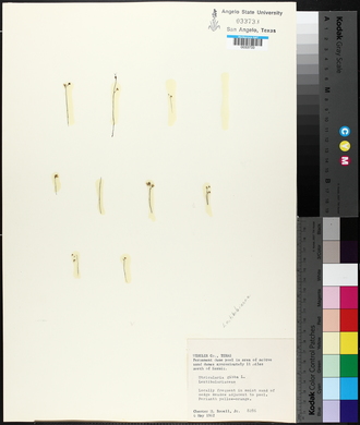 Utricularia gibba image