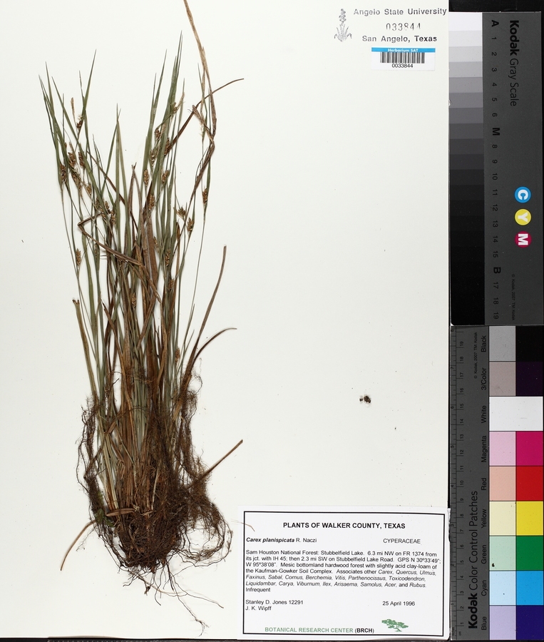 Carex planispicata image