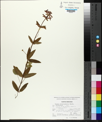 Cuphea heterophylla image