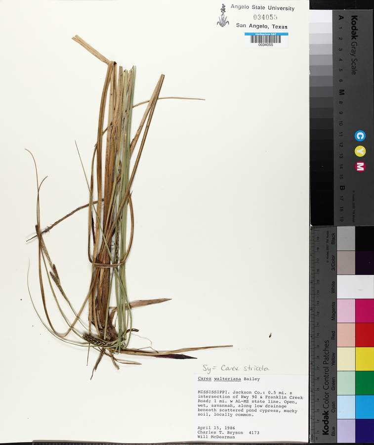 Carex striata image