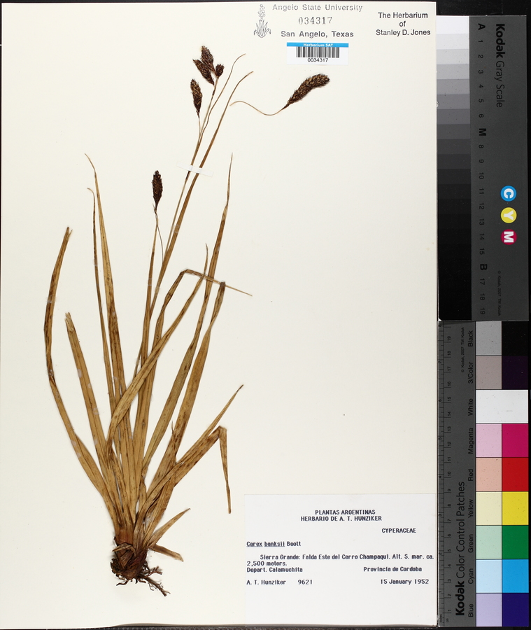 Carex banksii image