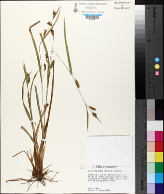 Carex flaccosperma image