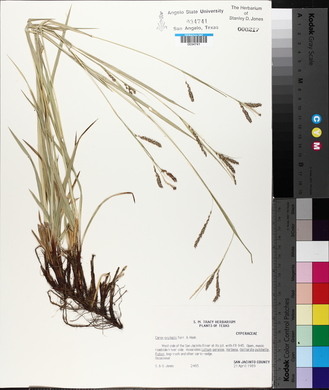 Carex oxylepis image