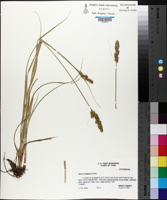 Carex triangularis image