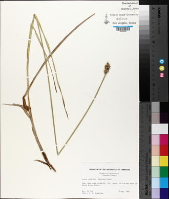 Carex cumulata image