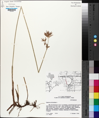 Cyperus articulatus image