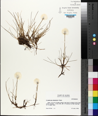 Eriophorum scheuchzeri image