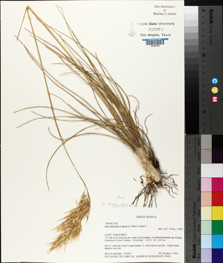 Geochloa decora image