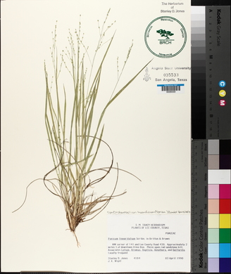 Dichanthelium linearifolium image