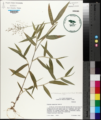 Dichanthelium scoparium image