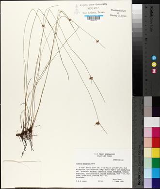 Scleria georgiana image