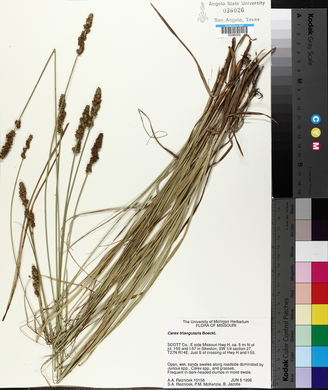 Carex triangularis image