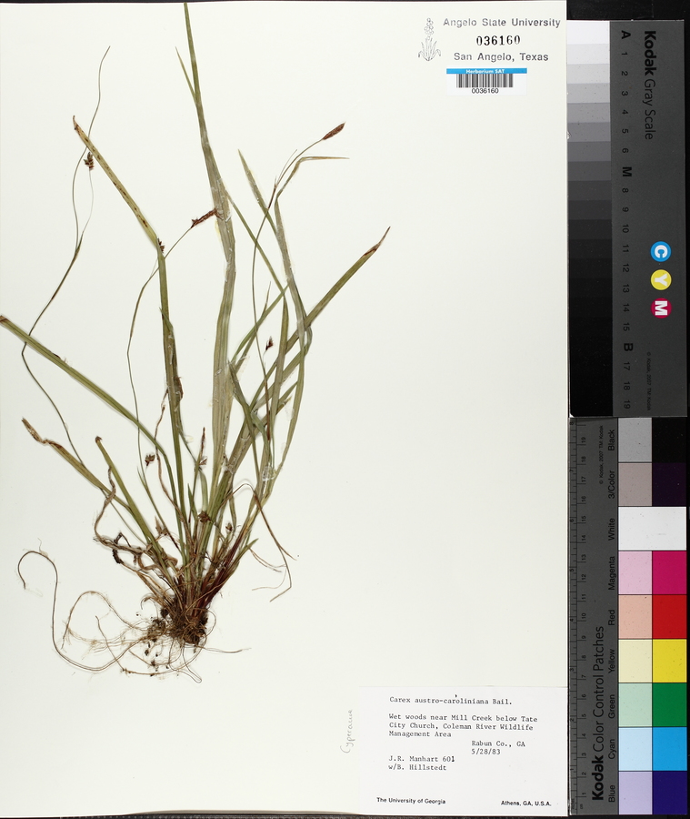 Carex austrocaroliniana image