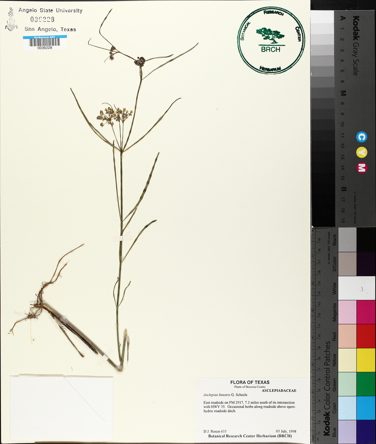 Asclepias linearis image