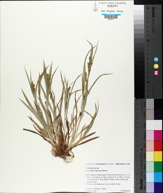 Carex flaccosperma image