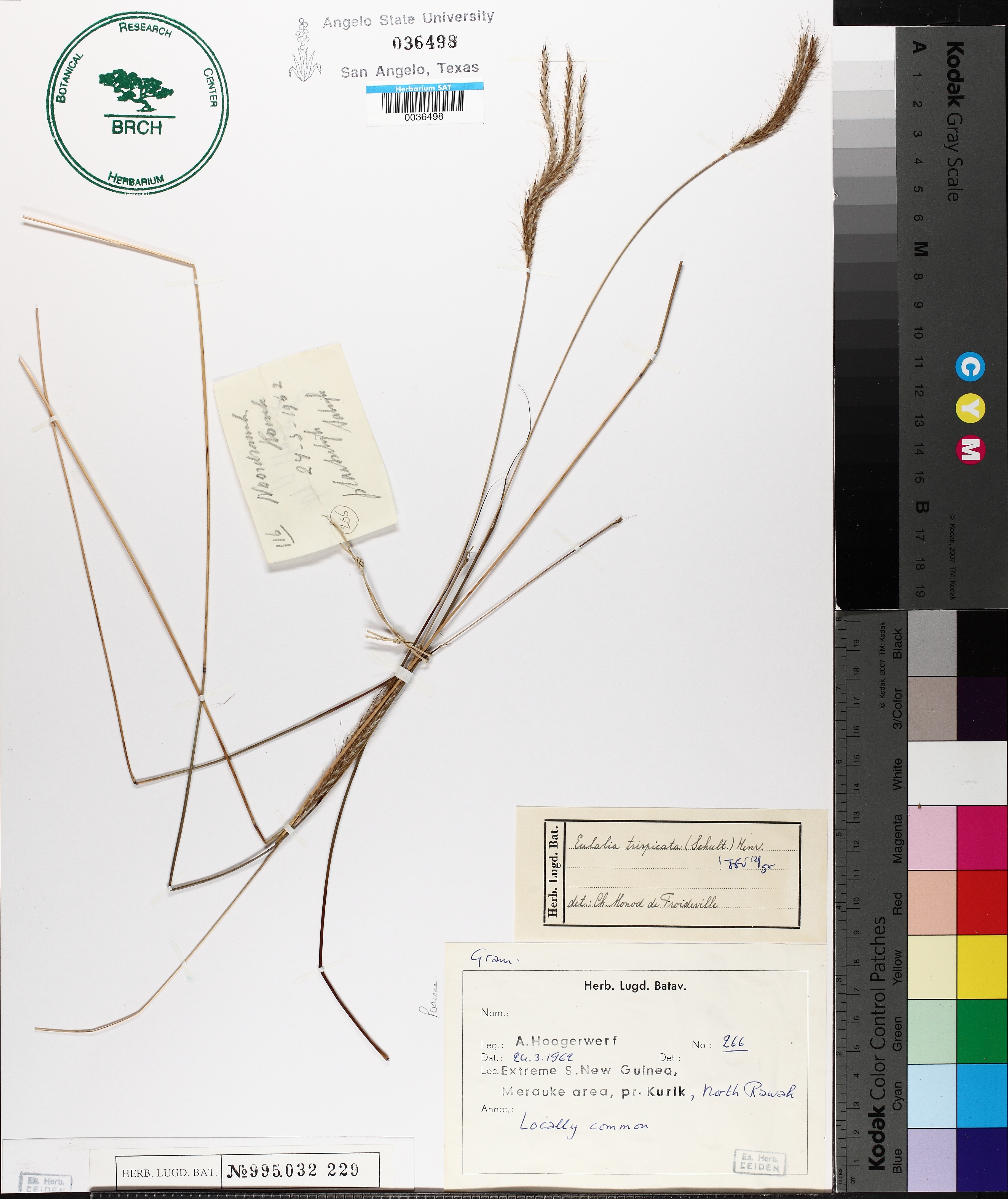 Eulalia trispicata