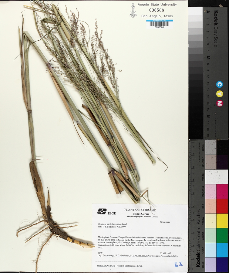 Panicum tricholaenoides image