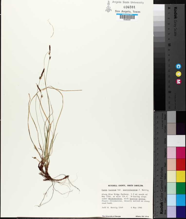 Carex lucorum image