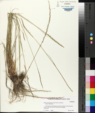 Elymus violaceus image