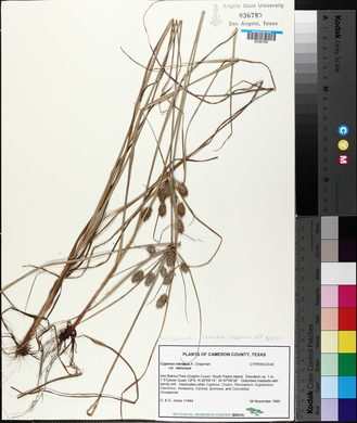 Cyperus retrorsus image