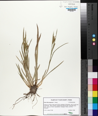 Carex flaccosperma image