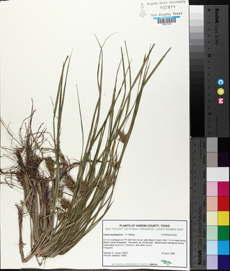 Carex louisianica image