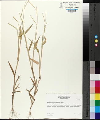 Urochloa platyphylla image