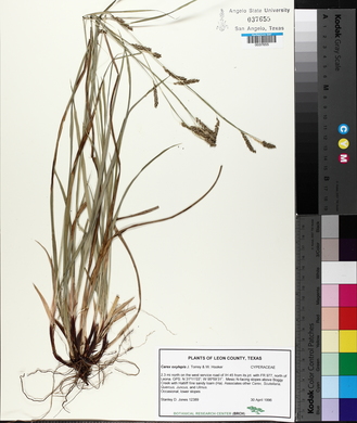 Carex oxylepis image