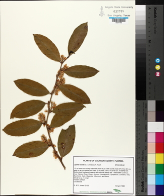 Lyonia lucida image