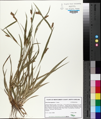 Carex flaccosperma image