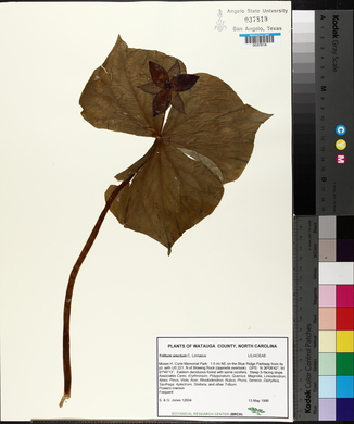 Trillium erectum image