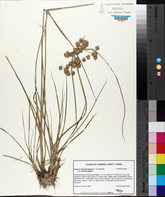 Cyperus pseudovegetus image