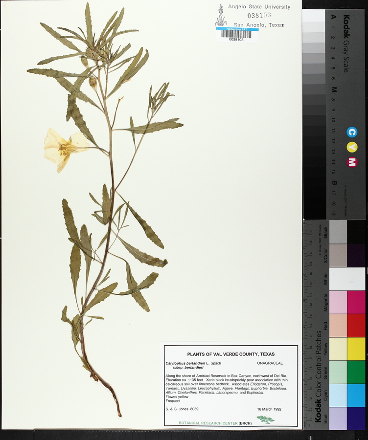 Oenothera berlandieri image