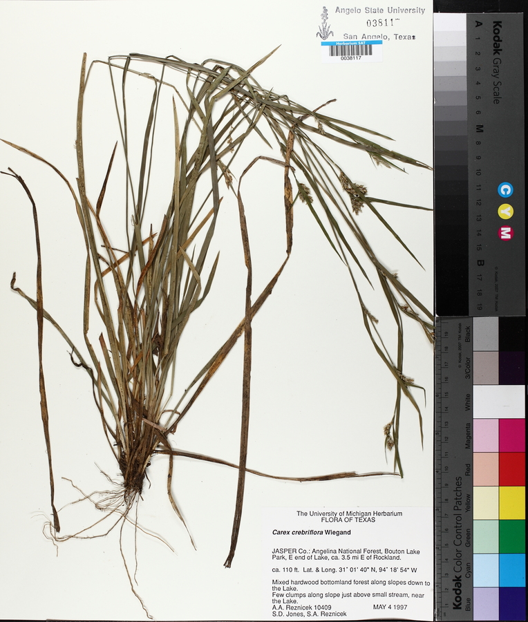 Carex crebriflora image