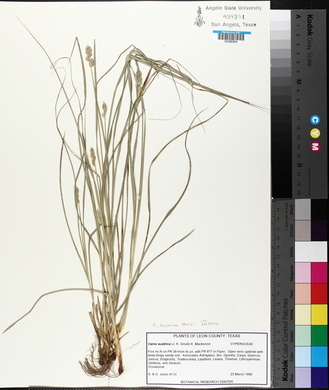 Carex austrina image