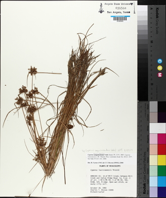 Cyperus sanguinolentus image